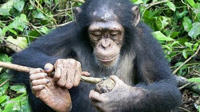 Bukan Sekadar Mirip Manusia, Simpanse Punya Kemampuan Berpikir yang Mengagumkan